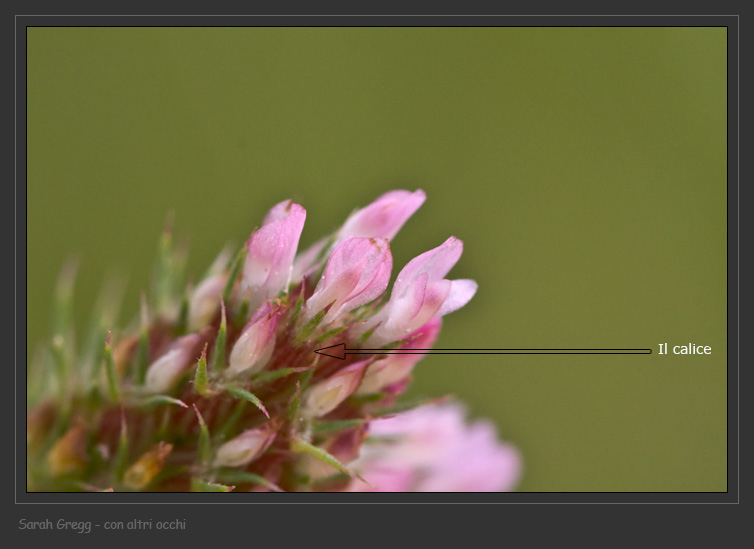 Trifoglio sconosciuto - Trifolium striatum sl.